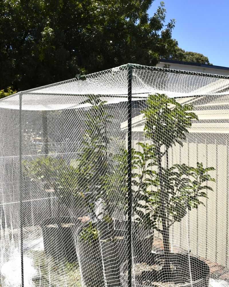 Protect Young Trees With Wire or Mesh Guards
