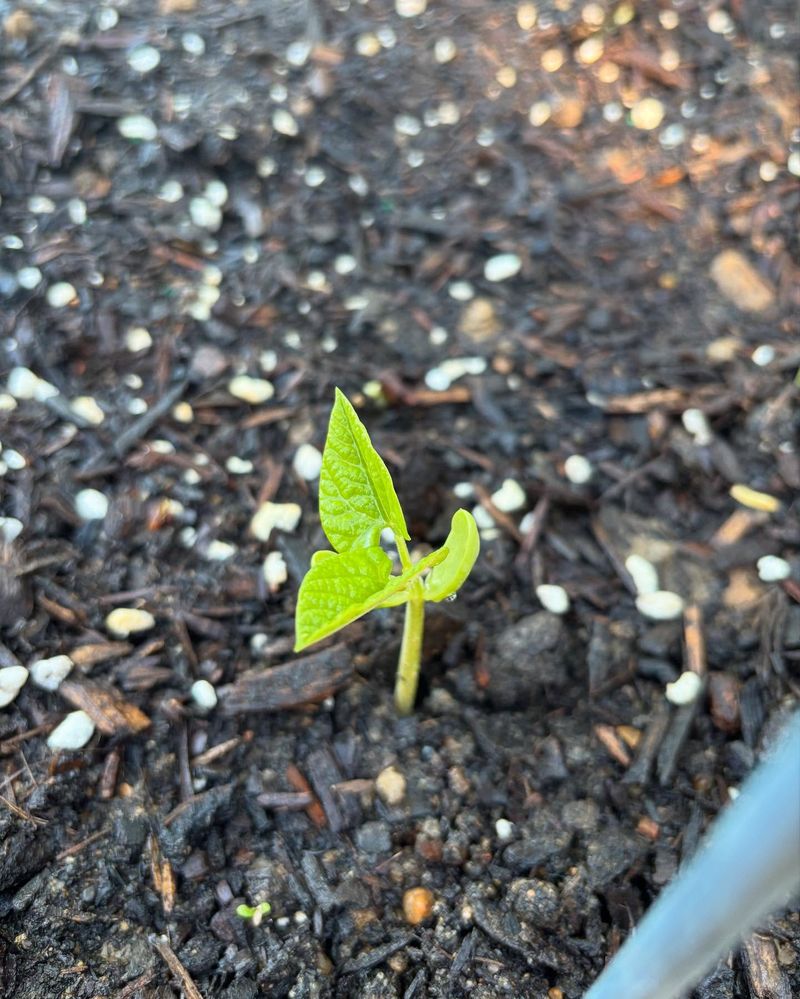 Beans Should Be Direct Sown After Soil Warms