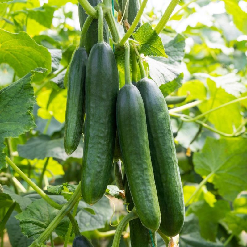 Cucumbers (Cucumis Sativus)