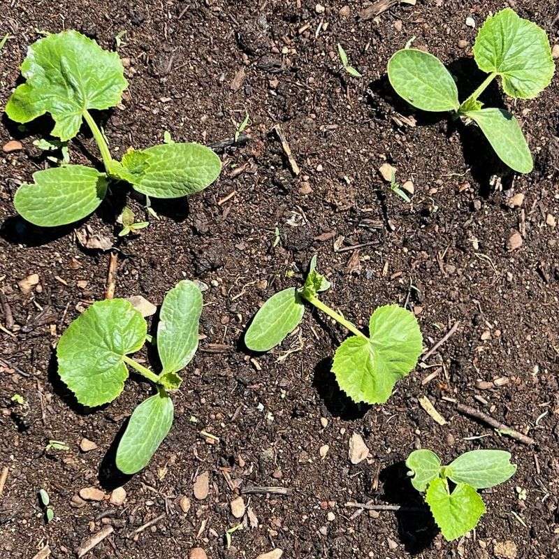 Pumpkin (Cucurbita Pepo / Maxima)