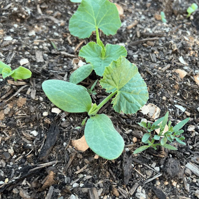 Pumpkin (Cucurbita Pepo / Maxima)