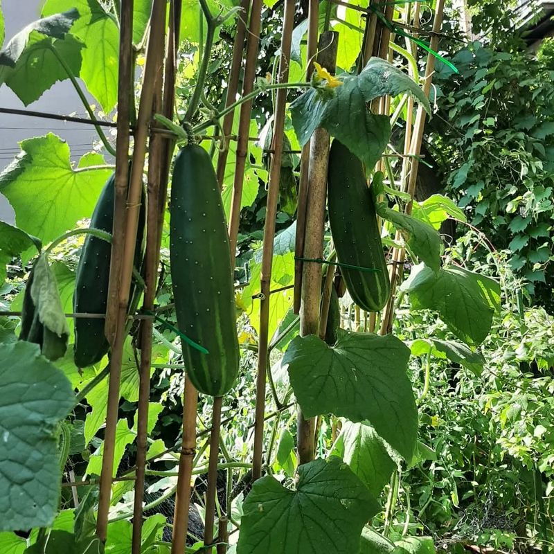 Cucumbers