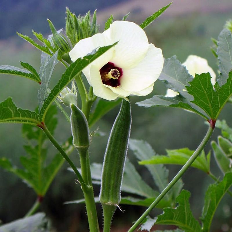 Okra (Abelmoschus Esculentus)