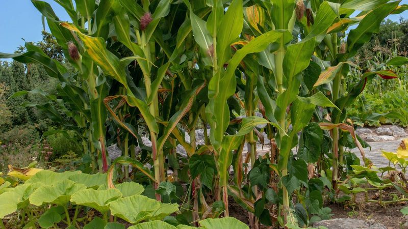 Maximizes Garden Space