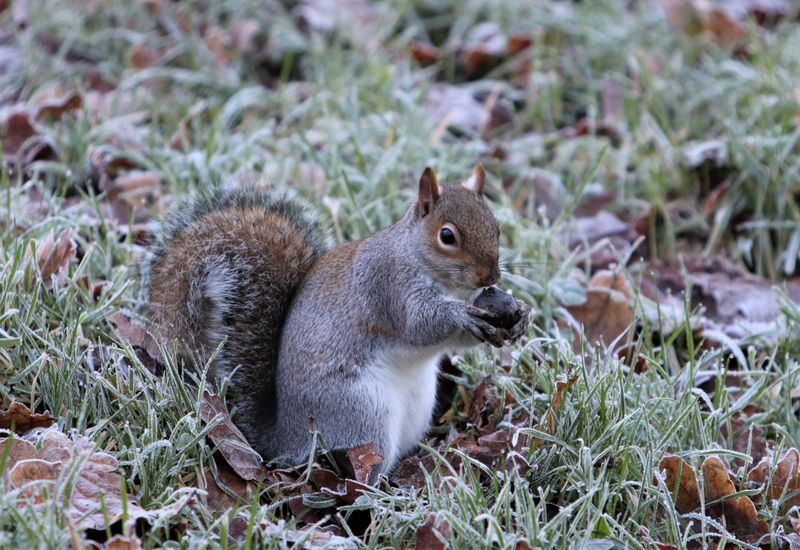 Squirrels Dig For Buried Food And Disturb Garden Soil