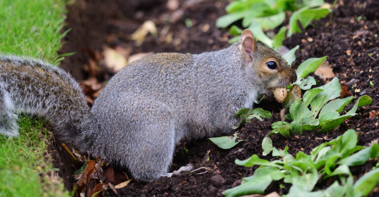 squirrel in garden
