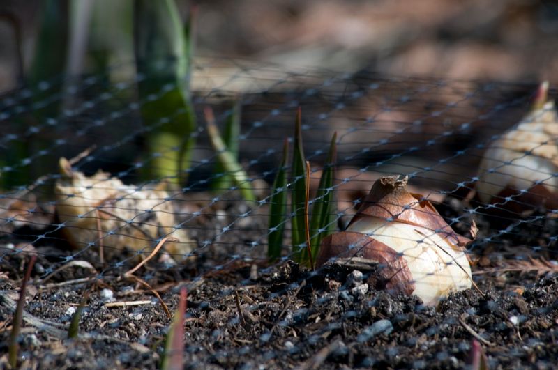 Protect Newly Planted Bulbs From Being Dug Up