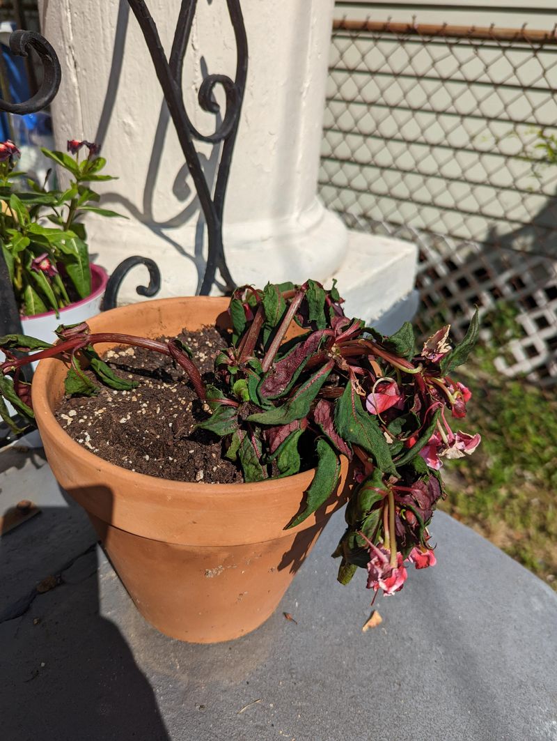 Impatiens Wilts Without Water