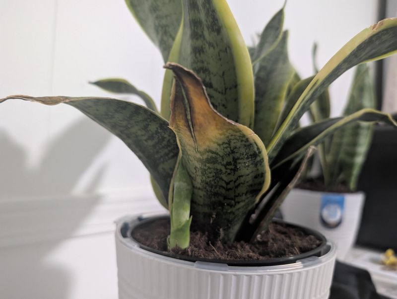 Prune For Balanced Growth