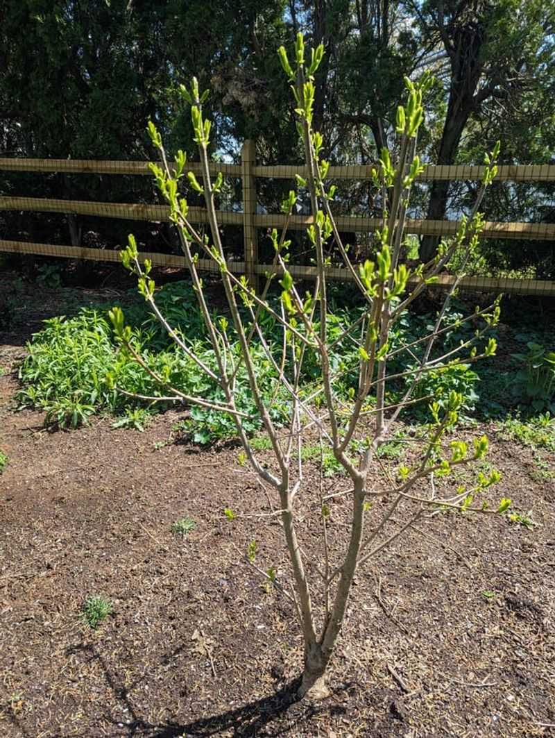 Prune For Strong Structure