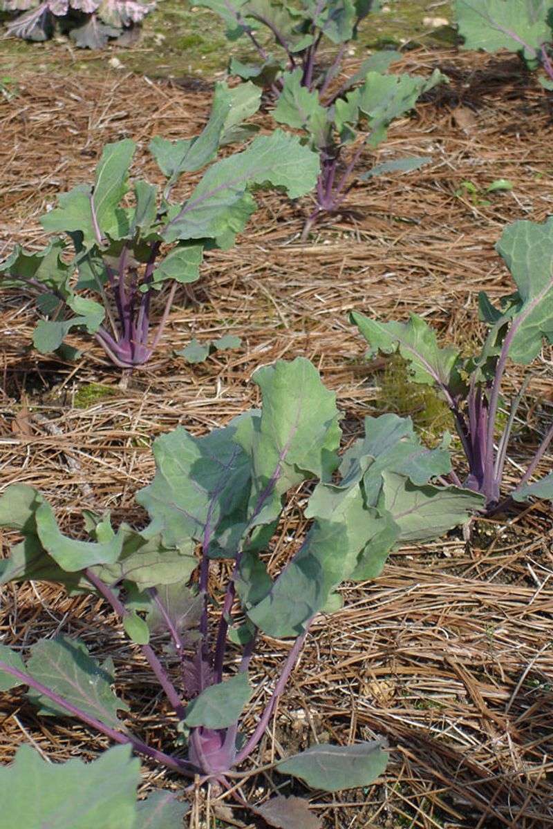 Row Spacing Should Be 12 To 18 Inches