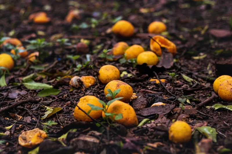 Fallen Fruit And Rotting Debris