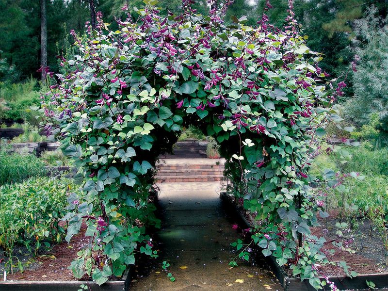 Purple Hyacinth Bean (Lablab Purpureus)