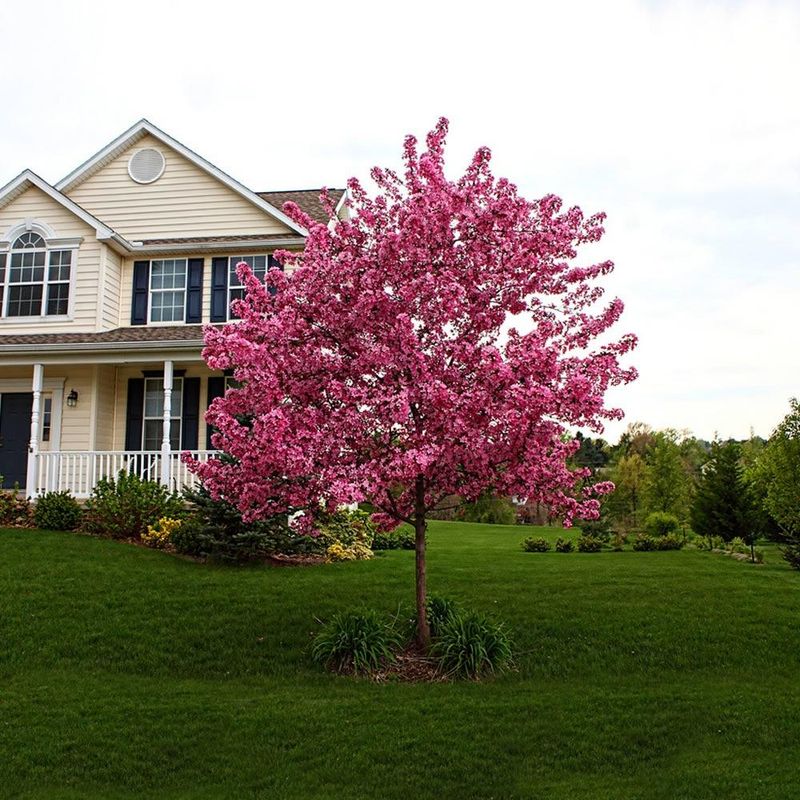 Flowering Crabapple Fill Your Yard With Blooms