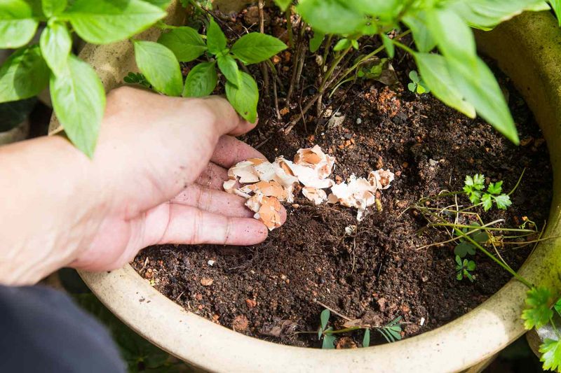 Use Crushed Eggshells To Add Calcium To Garden Soil