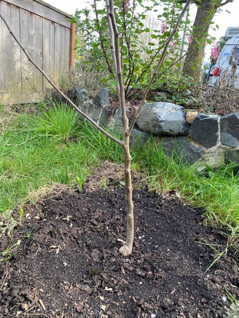 Pruning Young vs. Mature Trees