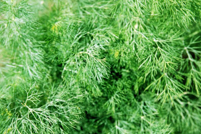 Add Dill For Feathery Texture