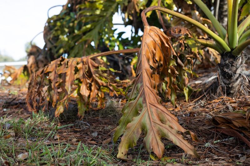 Inspect Plants For Winter Damage