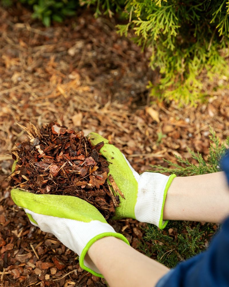 Refresh Mulch Without Smothering Plants