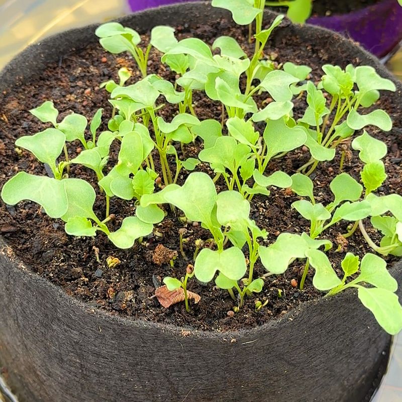 Use Fast-Draining Soil To Prevent Root Stress