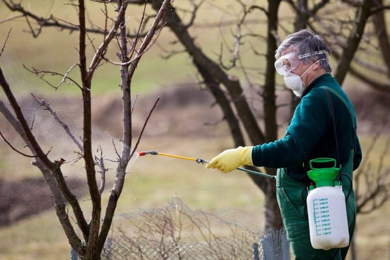 Apply Dormant Sprays To Fruit Trees