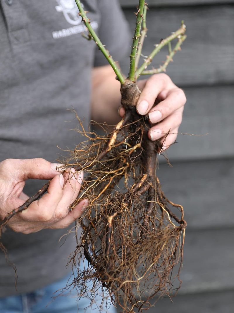 Plant Bare-Root Goodies