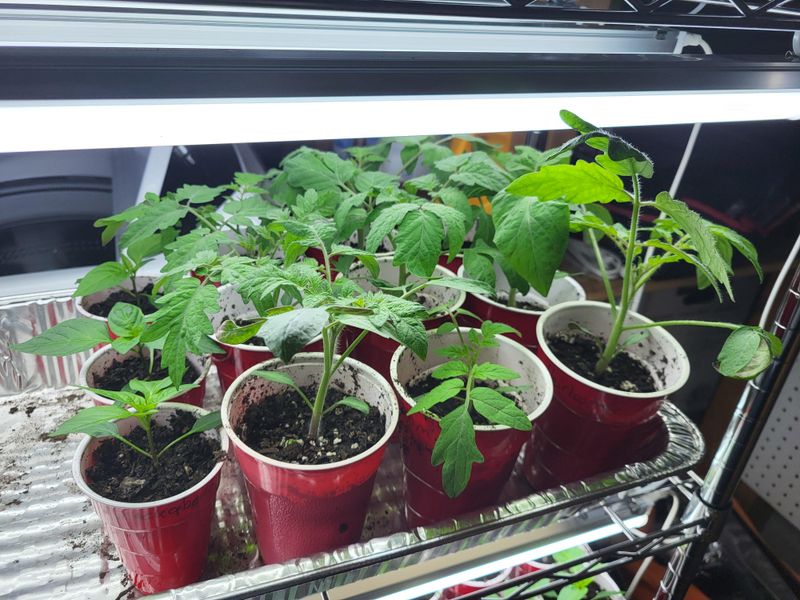 Use Grow Lights To Prevent Leggy Early Growth