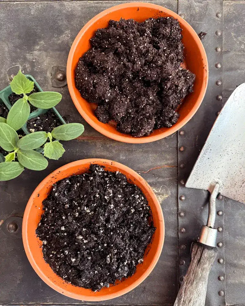 Use High-Quality Seed Starting Mix