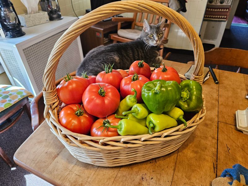 Time Cool And Warm Season Crops Like A Pro