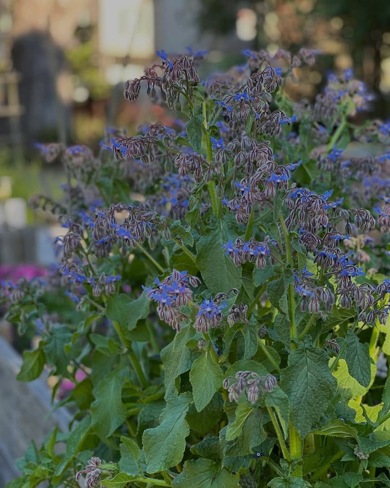 Wait Until Frost Risk Has Passed For Tender Herbs