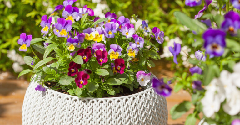 plants (featured image)