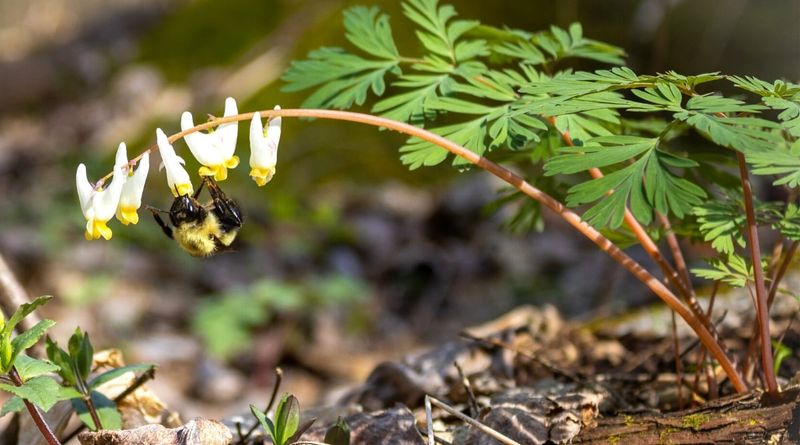 Feed Emerging Bees With Dutchmans Breeches