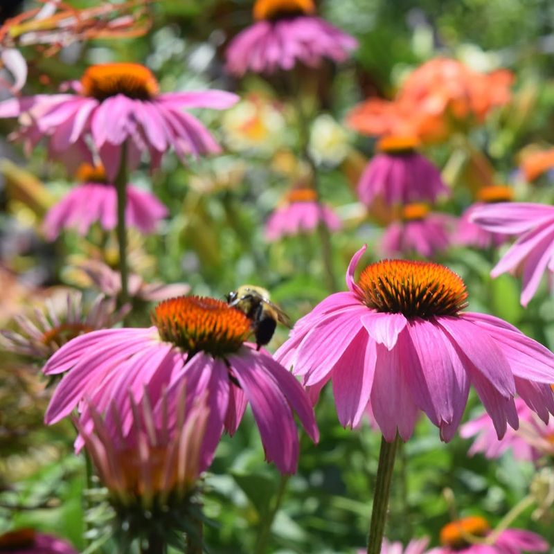 Echinacea Purpurea Is The Hardy Coneflower Worth Growing