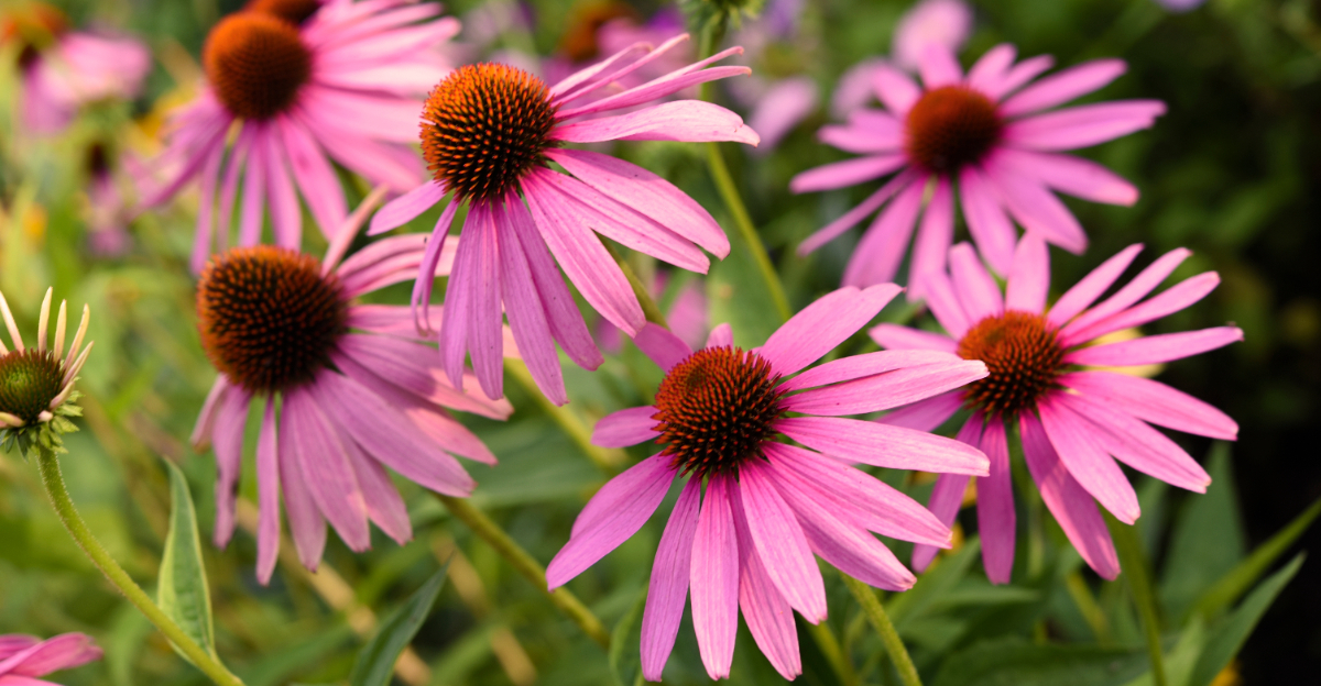 coneflower (featured image)