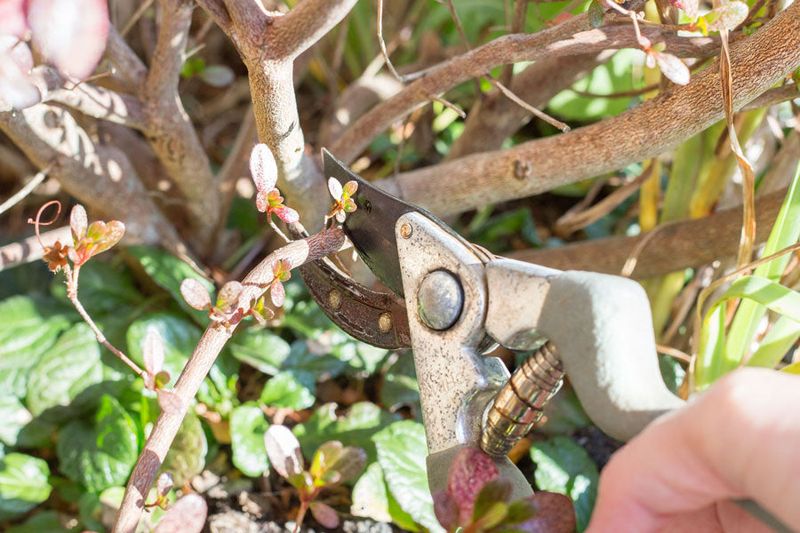 Prune Only Damaged Growth And Be Patient With Late Cold Snaps