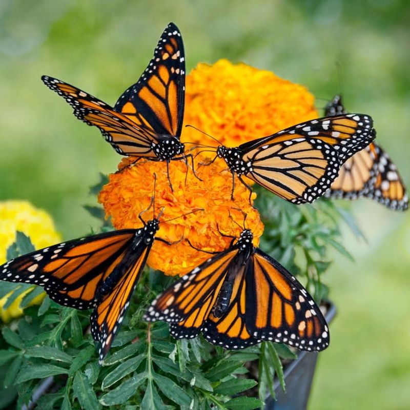 Choose Native Plants Pollinators Already Recognize