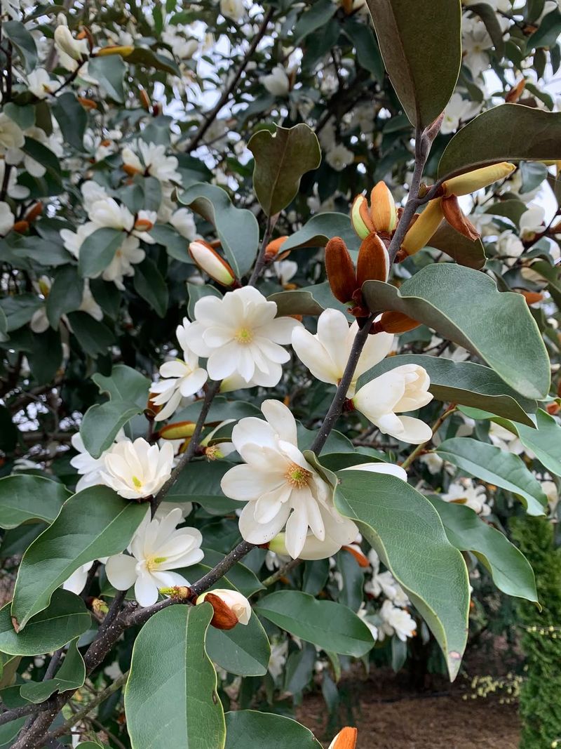 Decide Between Evergreen And Deciduous Magnolia Types