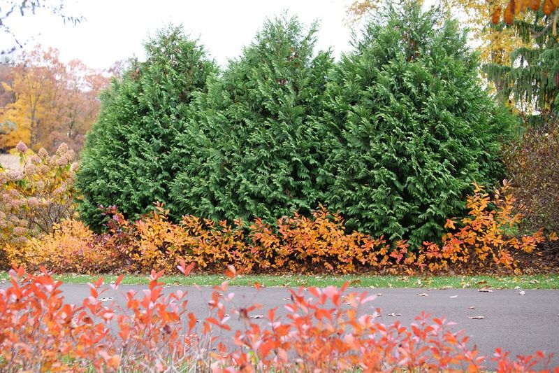 Mix Evergreen And Deciduous Layers