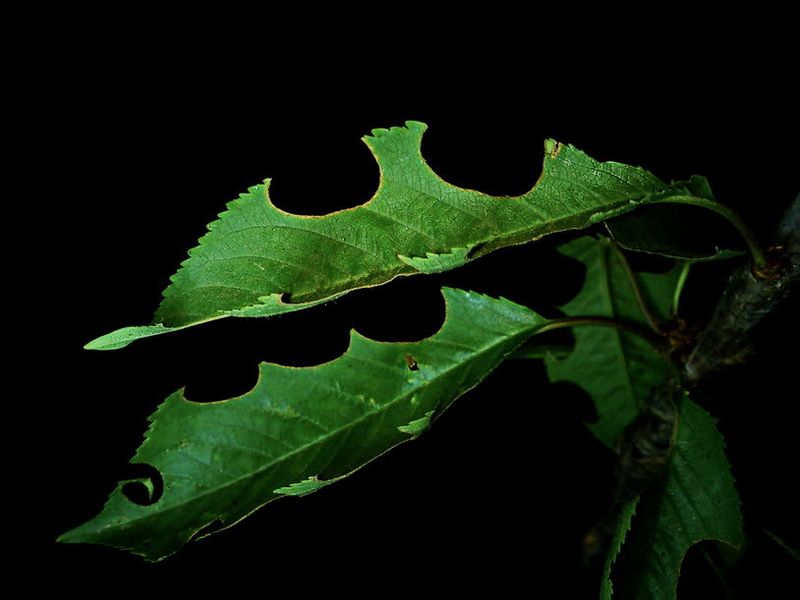 Chewed Leaves vs. Clean Cuts