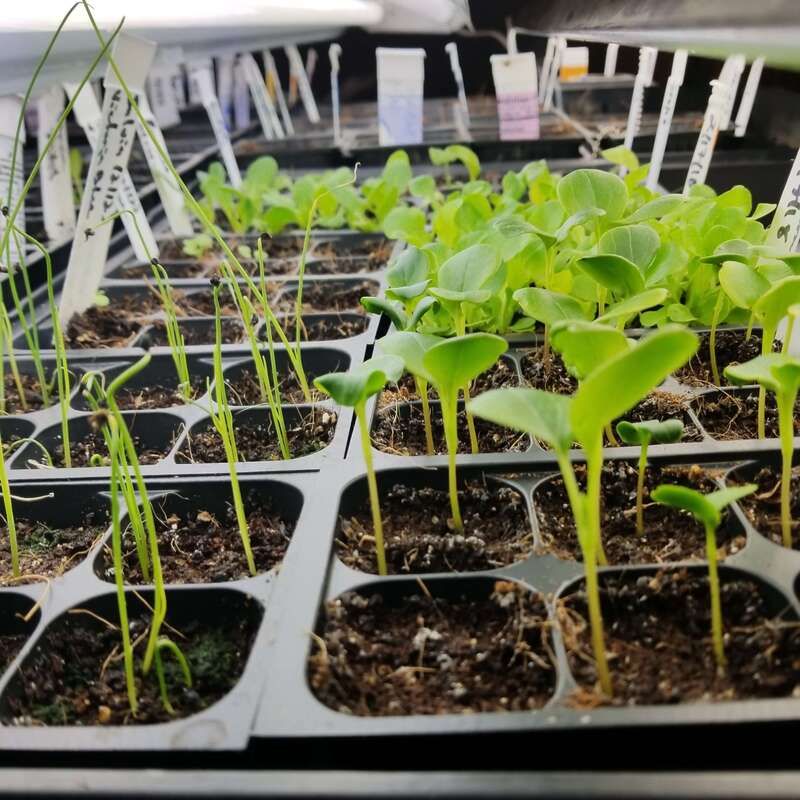 Overwatering Or Underwatering Seedling Trays