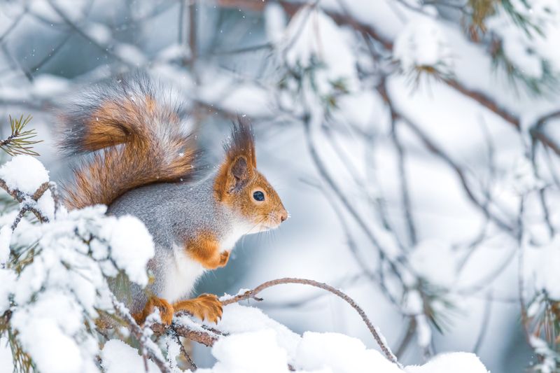 Check For Rodent Activity