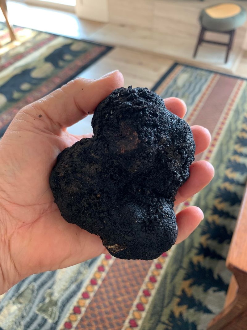 From Forest Floor To Kitchen