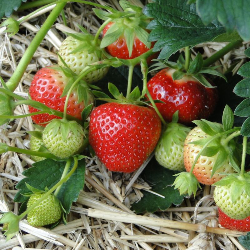 Mulching Protects Berries And Stabilizes Soil