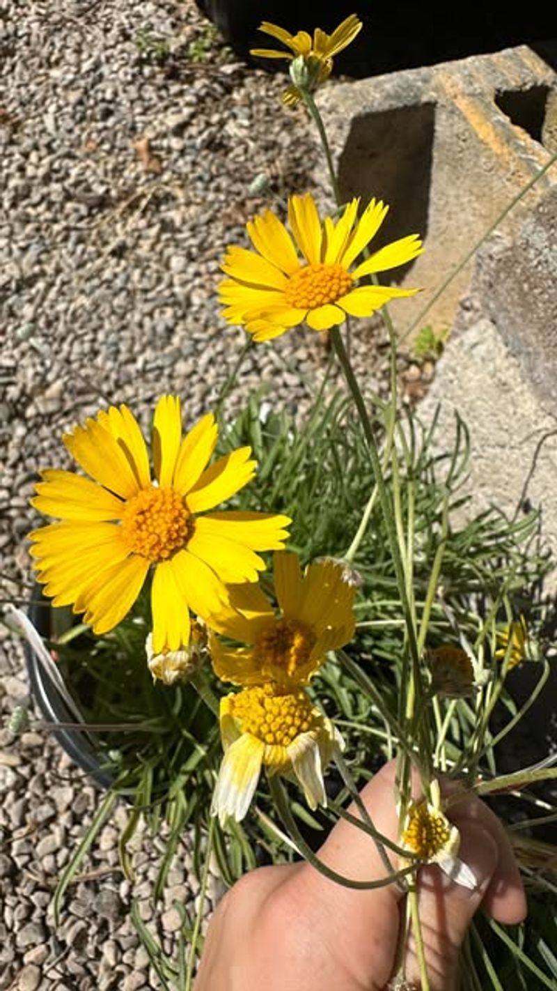 Slow Expansion Makes Angelita Daisy Simple To Maintain