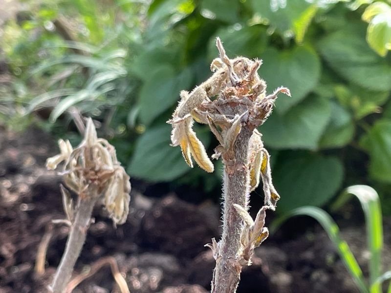 Roots Show No Signs Of Life