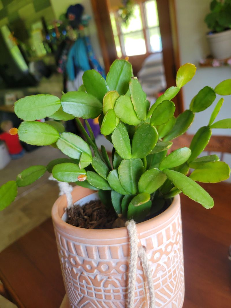 Leaves Look Vibrant and Strong