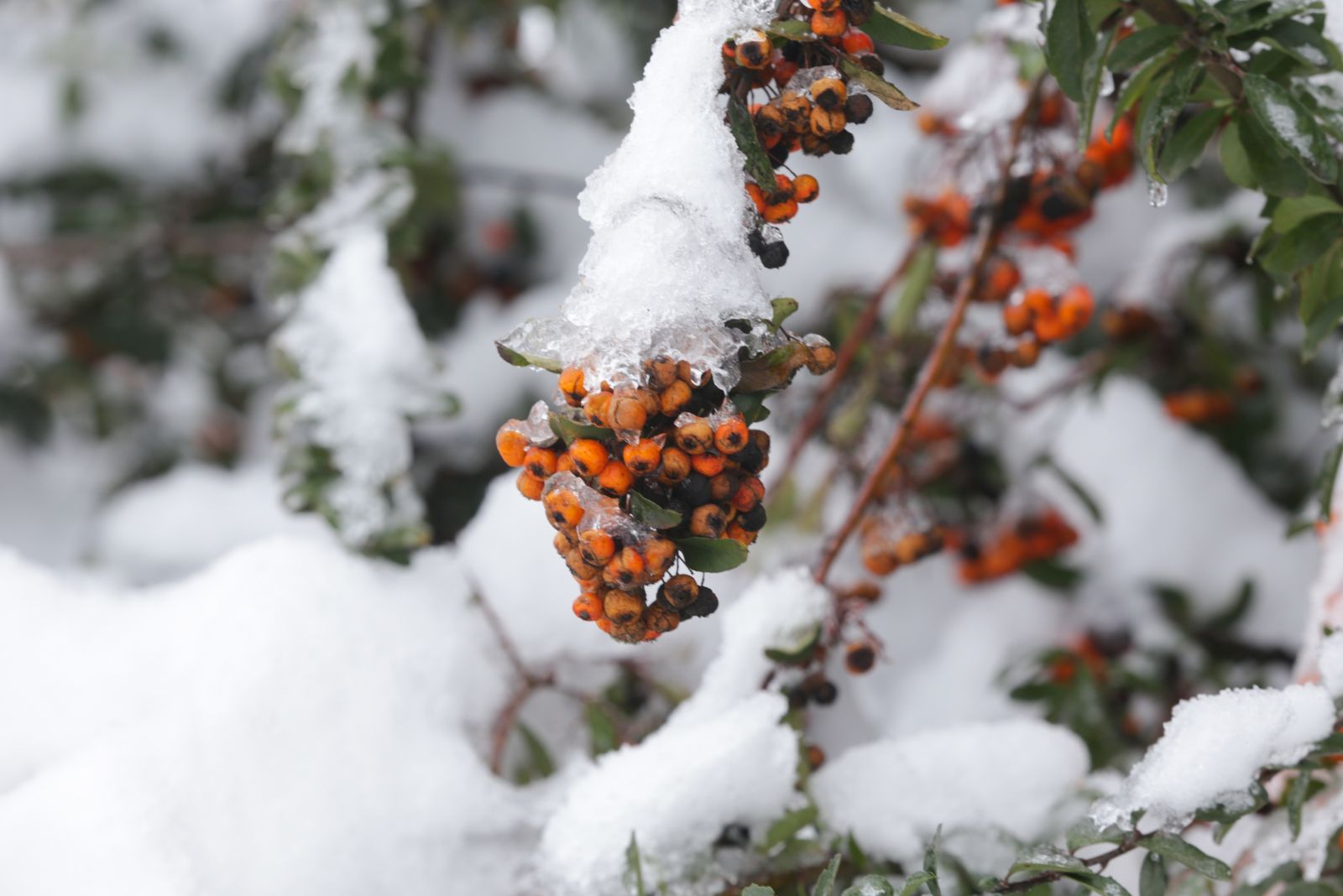 frost damaged garden plant