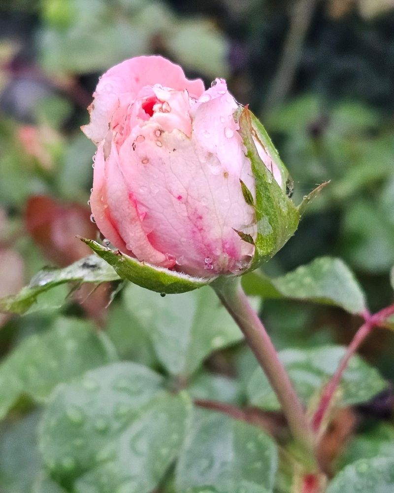 Choose Stems With Firm Buds Just Starting To Open