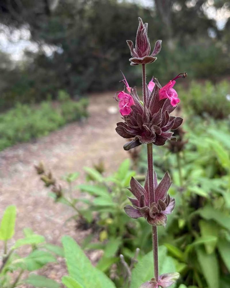Hummingbird Sage (Salvia spathacea)