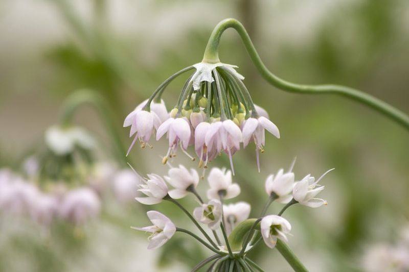 Nodding Onion The Underrated Bee Favorite